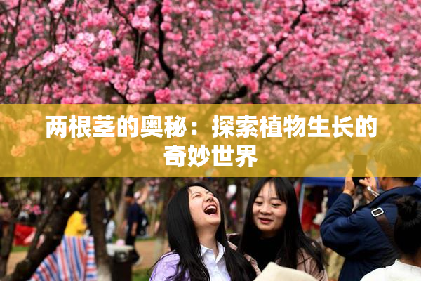 两根茎的奥秘：探索植物生长的奇妙世界