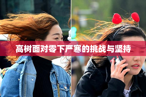 高树面对零下严寒的挑战与坚持