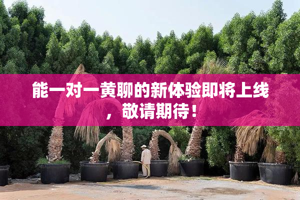 能一对一黄聊的新体验即将上线，敬请期待！