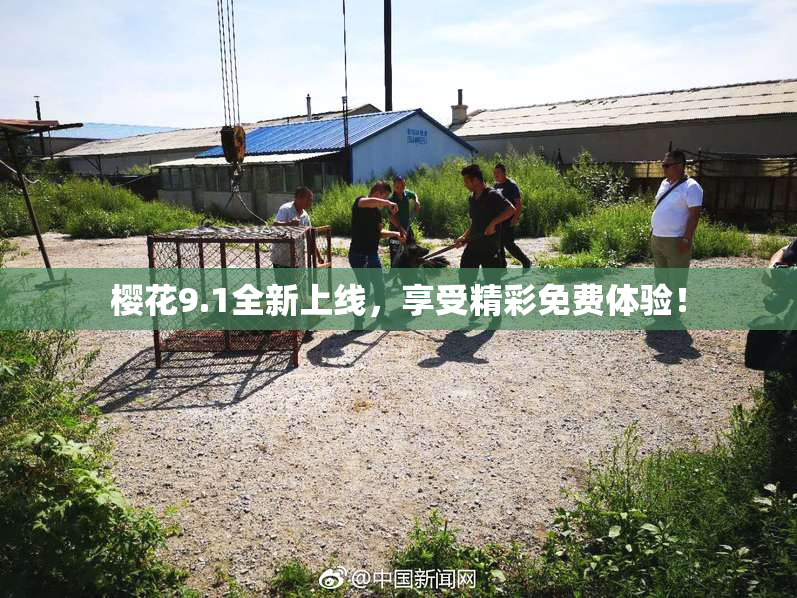 樱花9.1全新上线，享受精彩免费体验！