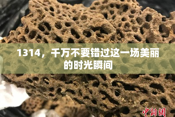 1314，千万不要错过这一场美丽的时光瞬间