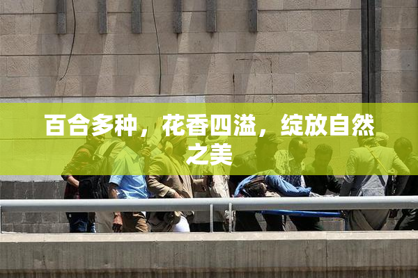 百合多种，花香四溢，绽放自然之美