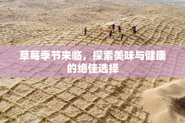 草莓季节来临，探索美味与健康的绝佳选择