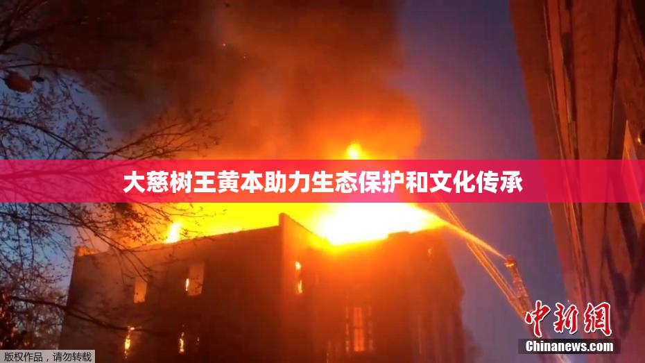 大慈树王黄本助力生态保护和文化传承