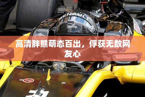 高清胖熊萌态百出，俘获无数网友心