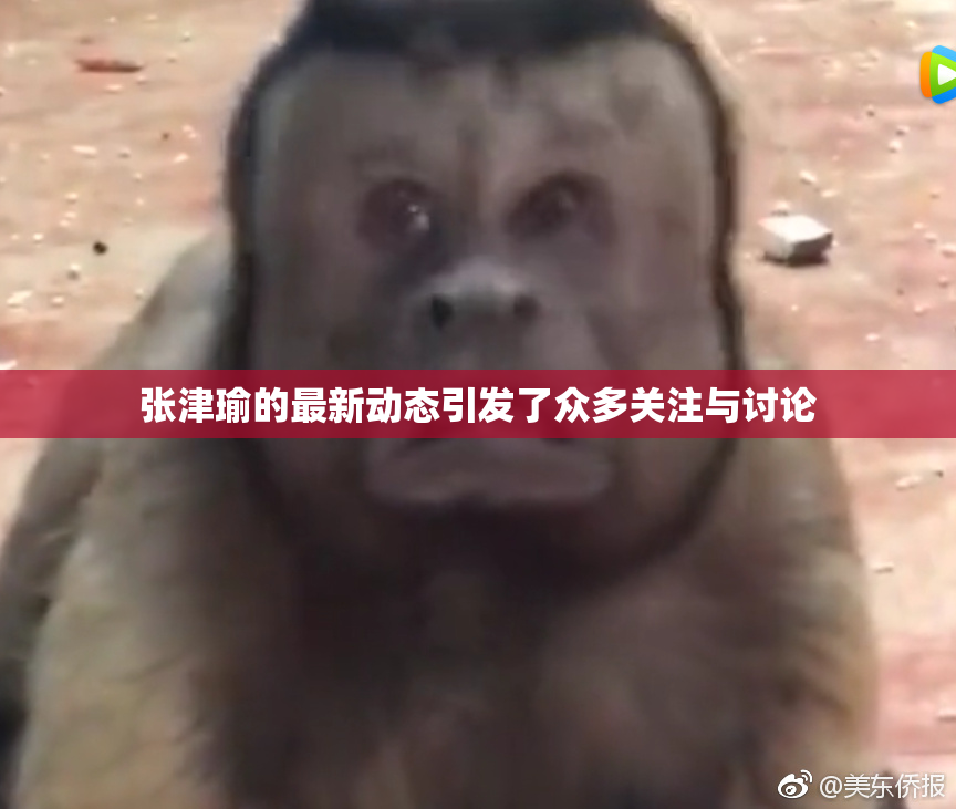 张津瑜的最新动态引发了众多关注与讨论