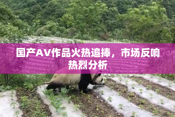 国产AV作品火热追捧，市场反响热烈分析