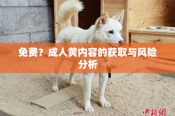免费？成人黄内容的获取与风险分析