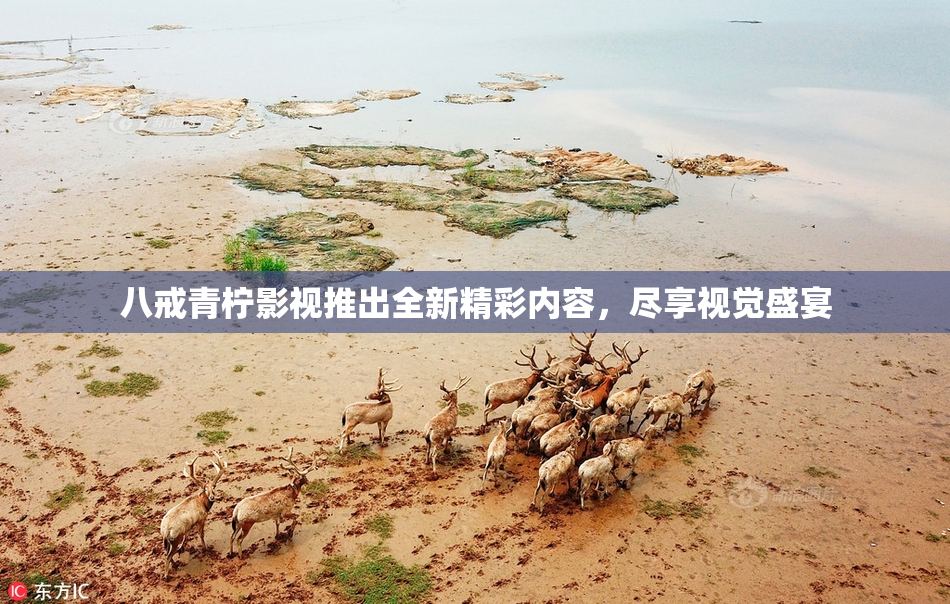 八戒青柠影视推出全新精彩内容，尽享视觉盛宴