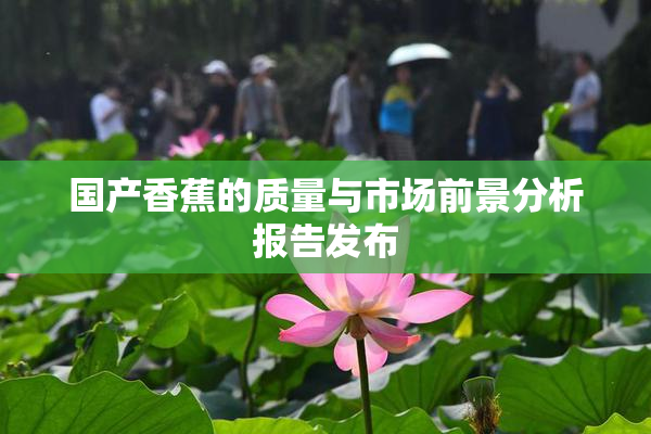 国产香蕉的质量与市场前景分析报告发布