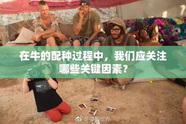 在牛的配种过程中，我们应关注哪些关键因素？