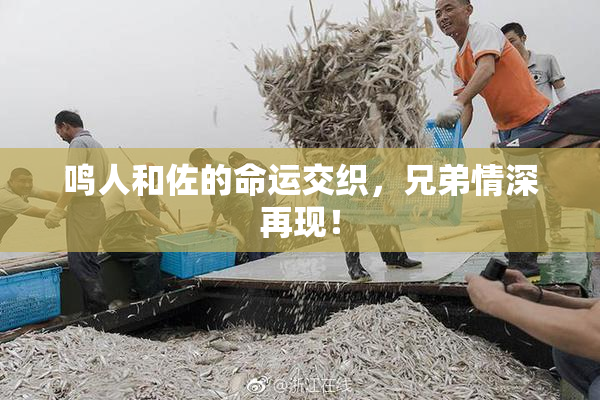 鸣人和佐的命运交织，兄弟情深再现！