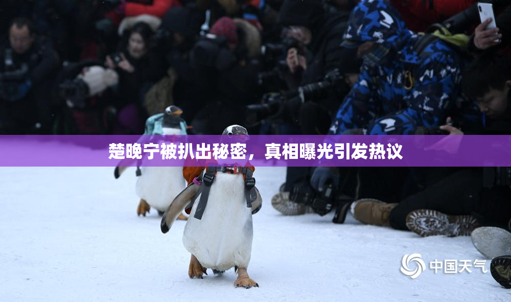 楚晚宁被扒出秘密，真相曝光引发热议