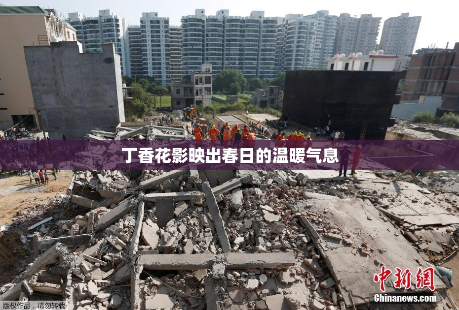 丁香花影映出春日的温暖气息