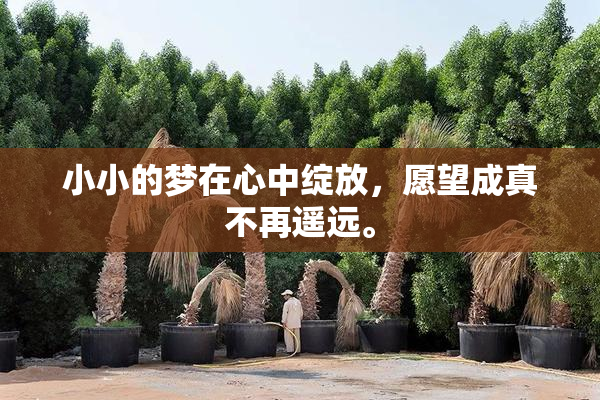 小小的梦在心中绽放，愿望成真不再遥远。