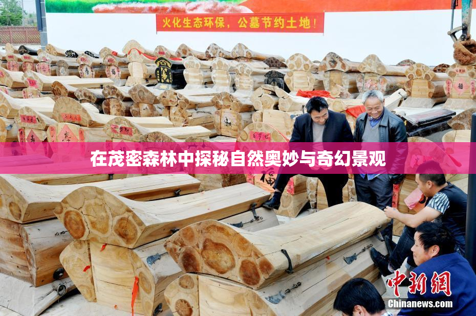 在茂密森林中探秘自然奥妙与奇幻景观