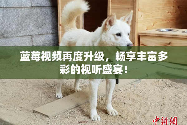 蓝莓视频再度升级，畅享丰富多彩的视听盛宴！