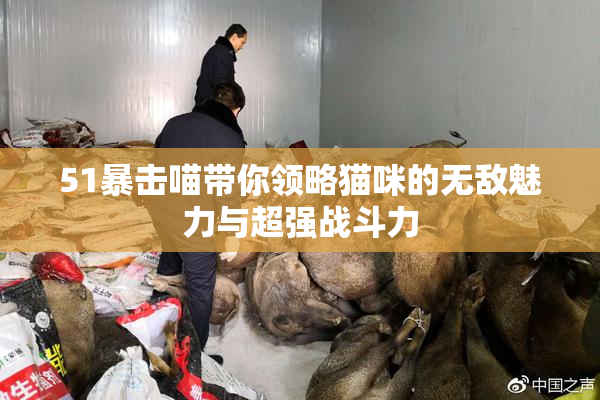 51暴击喵带你领略猫咪的无敌魅力与超强战斗力