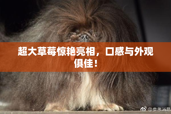 超大草莓惊艳亮相，口感与外观俱佳！