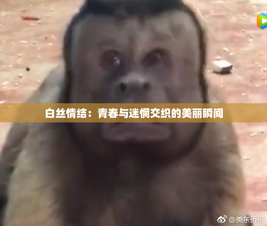 白丝情结：青春与迷惘交织的美丽瞬间