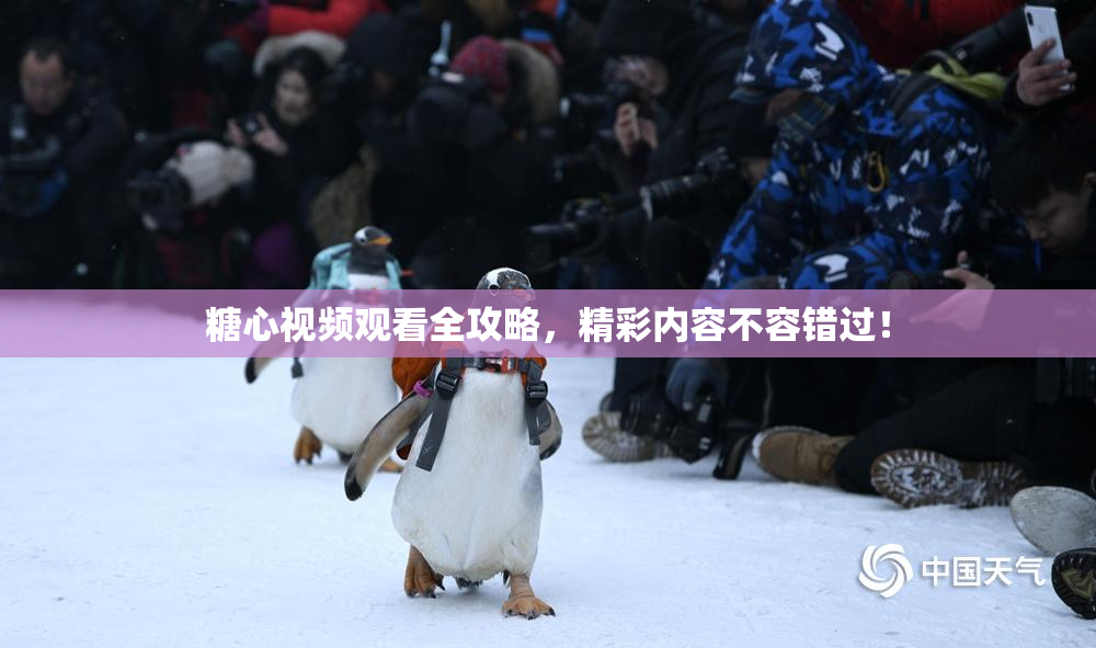 糖心视频观看全攻略，精彩内容不容错过！