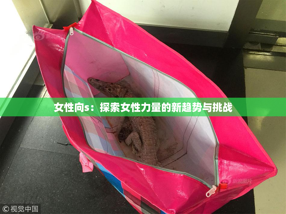 女性向s：探索女性力量的新趋势与挑战
