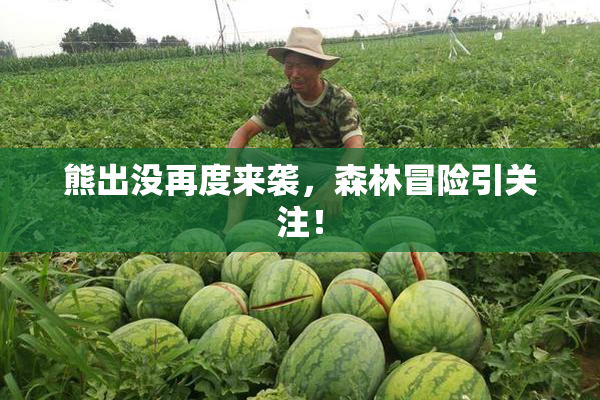 熊出没再度来袭，森林冒险引关注！