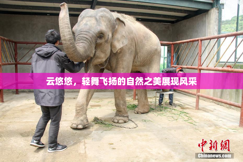 云悠悠，轻舞飞扬的自然之美展现风采