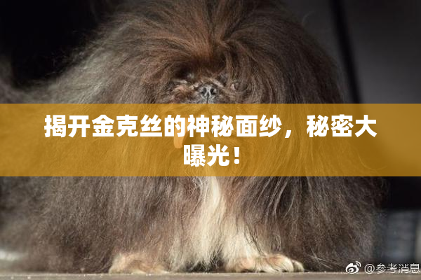 揭开金克丝的神秘面纱，秘密大曝光！