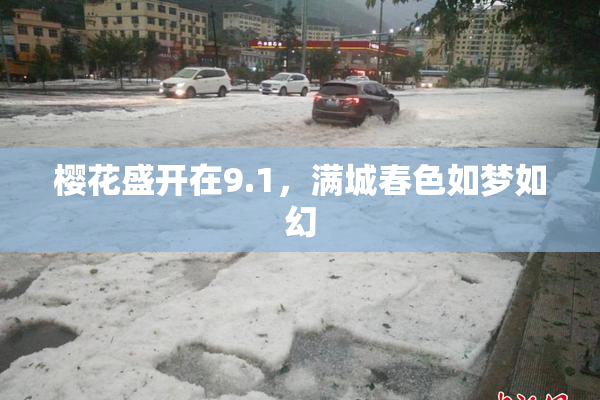 樱花盛开在9.1，满城春色如梦如幻