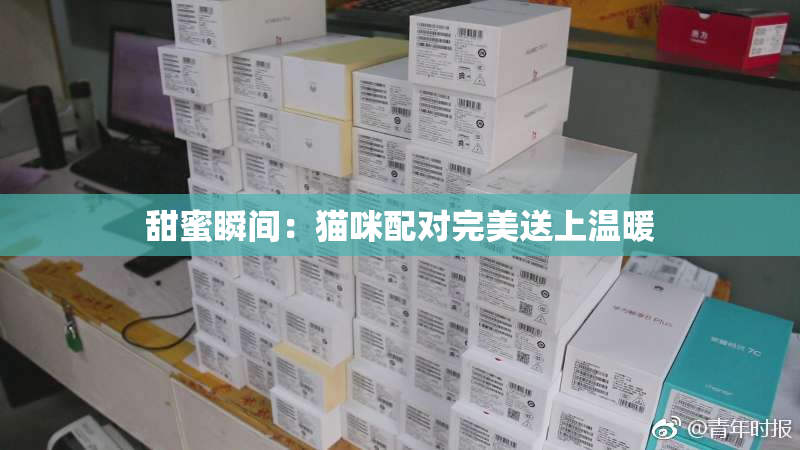 甜蜜瞬间：猫咪配对完美送上温暖