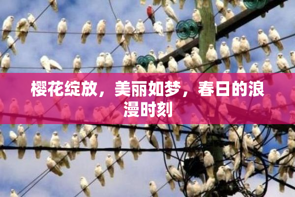 樱花绽放，美丽如梦，春日的浪漫时刻