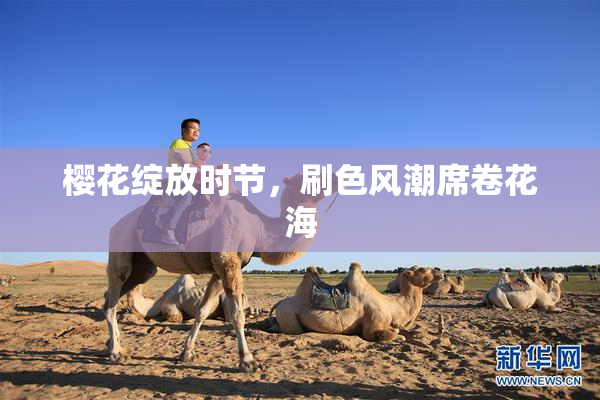 樱花绽放时节，刷色风潮席卷花海