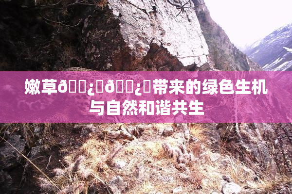 嫩草🌿‌🌿‌带来的绿色生机与自然和谐共生