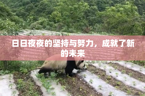 日日夜夜的坚持与努力，成就了新的未来