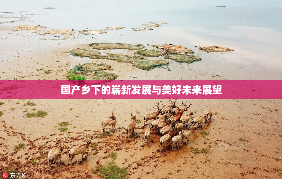 国产乡下的崭新发展与美好未来展望