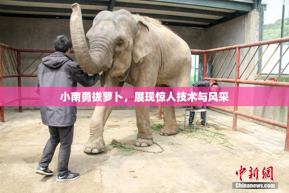 小南勇拔萝卜，展现惊人技术与风采