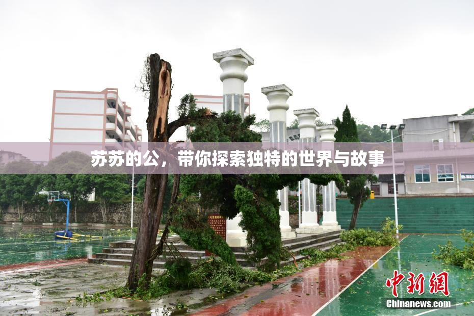 苏苏的公，带你探索独特的世界与故事