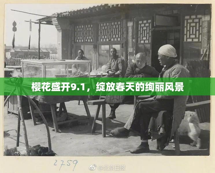 樱花盛开9.1，绽放春天的绚丽风景