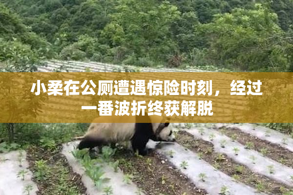 小柔在公厕遭遇惊险时刻，经过一番波折终获解脱