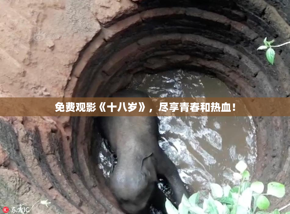 免费观影《十八岁》，尽享青春和热血！