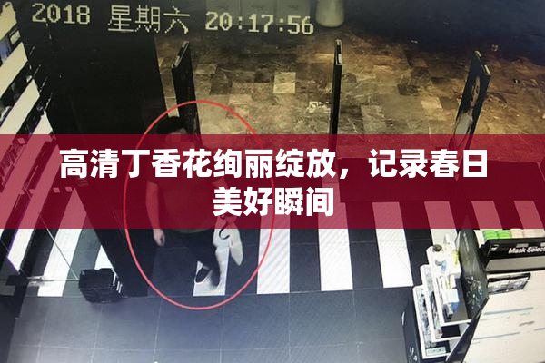 高清丁香花绚丽绽放，记录春日美好瞬间
