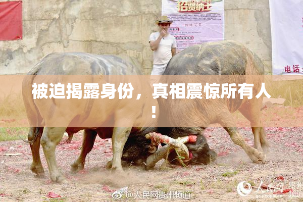被迫揭露身份，真相震惊所有人！