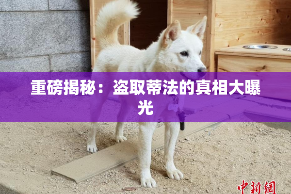 重磅揭秘：盗取蒂法的真相大曝光