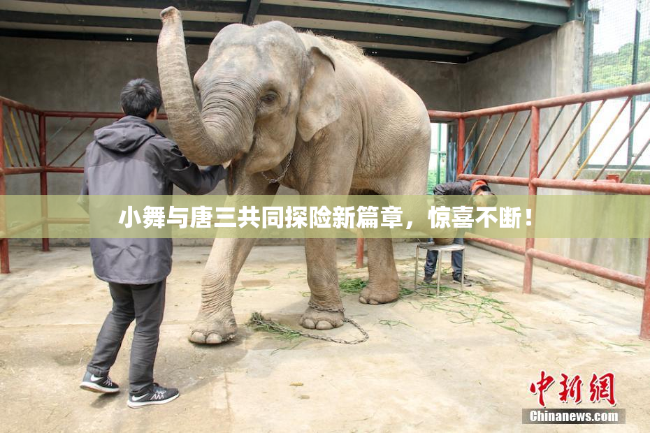 小舞与唐三共同探险新篇章，惊喜不断！