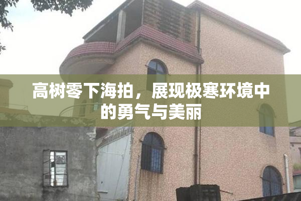 高树零下海拍，展现极寒环境中的勇气与美丽