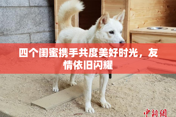 四个闺蜜携手共度美好时光，友情依旧闪耀