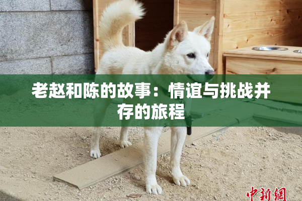 老赵和陈的故事：情谊与挑战并存的旅程