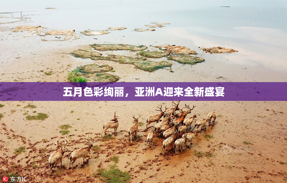 五月色彩绚丽，亚洲A迎来全新盛宴