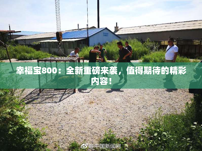 幸福宝800：全新重磅来袭，值得期待的精彩内容！